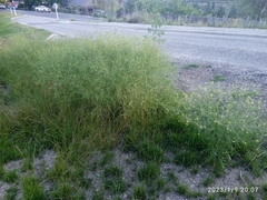 Sisymbrium altissimum