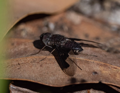 Anthrax dolabratus