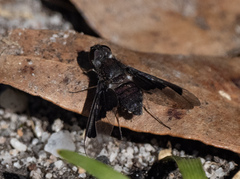 Anthrax dolabratus