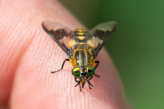 Chrysops divaricatus