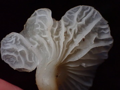 Marasmius calhouniae