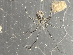 Cryptachaea gigantipes