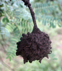 Cephalotelium macowanianum