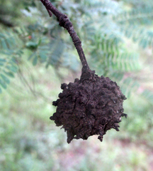 Cephalotelium macowanianum