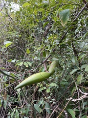 Strophanthus divaricatus