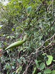 Strophanthus divaricatus