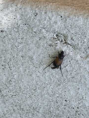 Phyllotocus macleayi