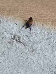 Phyllotocus macleayi