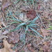 Carex glaucodea - Photo (c) Chris Hoess, algunos derechos reservados (CC BY-SA)