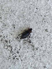 Phyllotocus macleayi