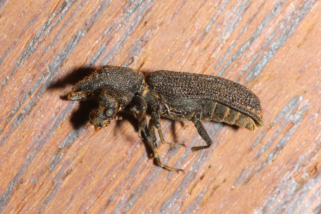 African horned wood borer