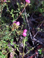 Boronia microphylla