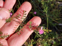 Boronia microphylla