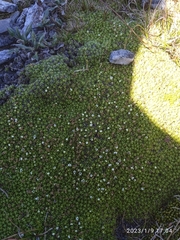 Veronica chionohebe