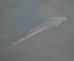 Dicentrarchus labrax