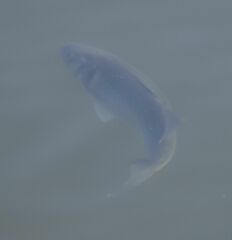 Dicentrarchus labrax