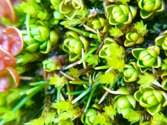 Veronica chionohebe