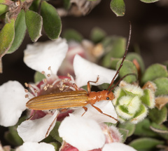 Stenoderus concolor