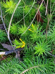 Persoonia chamaepitys