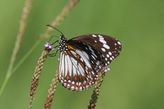 Danaus affinis