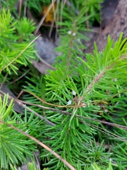 Persoonia chamaepitys