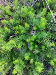 Persoonia chamaepitys