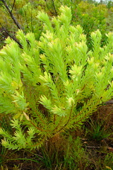 Leucadendron tradouwense
