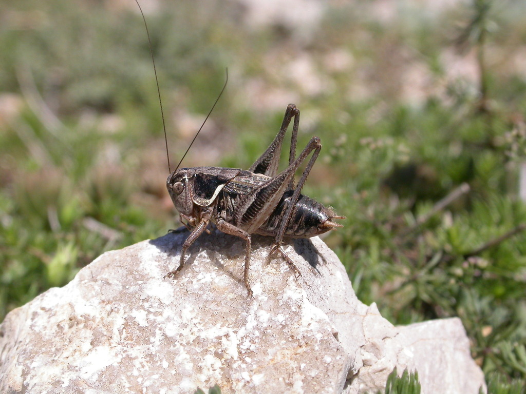 Vichet's Bush-cricket
