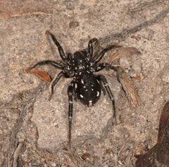 Nyssus albopunctatus