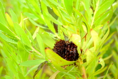Leucadendron tradouwense