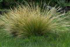 Merxmuellera macowanii