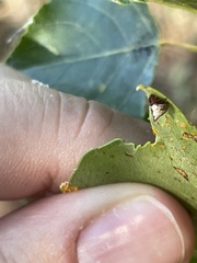 Phoroncidia sextuberculata