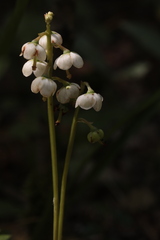 Pyrola media