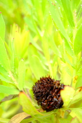 Leucadendron tradouwense