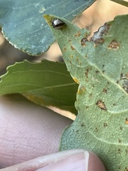 Phoroncidia sextuberculata