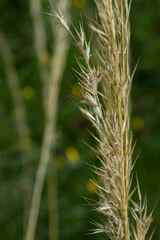 Merxmuellera macowanii