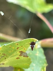 Phoroncidia sextuberculata