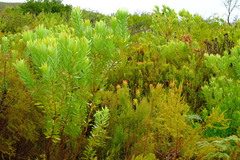 Leucadendron tradouwense
