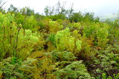 Leucadendron tradouwense