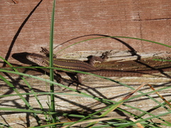 Podarcis carbonelli carbonelli