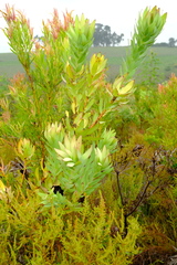 Leucadendron tradouwense
