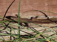 Podarcis carbonelli carbonelli