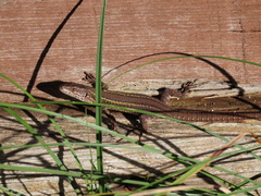 Podarcis carbonelli carbonelli