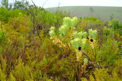 Leucadendron tradouwense