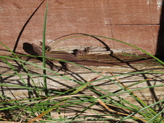 Podarcis carbonelli carbonelli