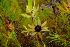 Leucadendron tradouwense