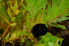 Leucadendron tradouwense
