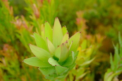 Leucadendron tradouwense