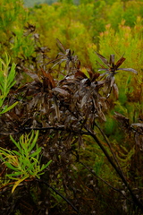 Leucadendron tradouwense