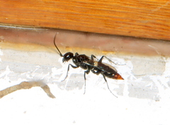 Dolichurus
